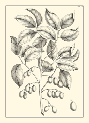 Picture of NON-EMBELLISHED ANTIQUE FOLIAGE V