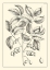 Picture of NON-EMBELLISHED ANTIQUE FOLIAGE V