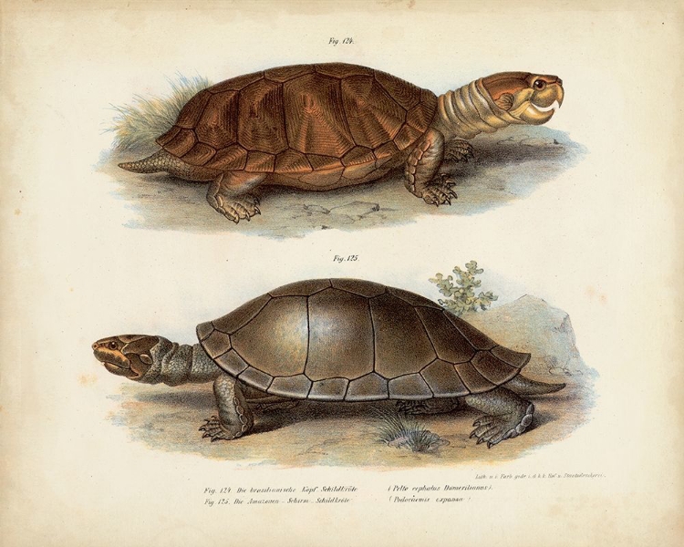 Picture of ANTIQUE TURTLE PAIR II