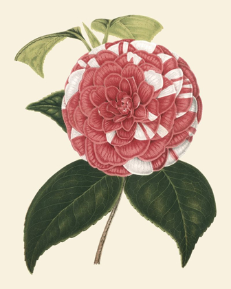 Picture of ANTIQUE CAMELLIA II