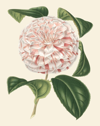 Picture of ANTIQUE CAMELLIA III