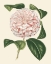 Picture of ANTIQUE CAMELLIA III