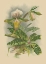 Picture of LINDENIA ORCHIDS I