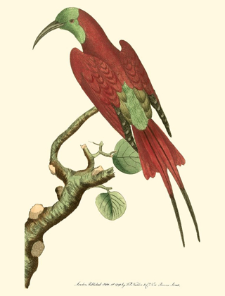 Picture of CRIMSON BIRDS IV