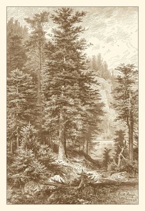 Picture of SEPIA NOBLE FIR