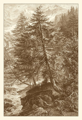 Picture of SEPIA LARCH TREE