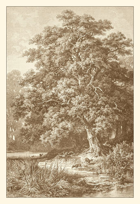 Picture of SEPIA OAK TREE