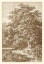 Picture of SEPIA OAK TREE
