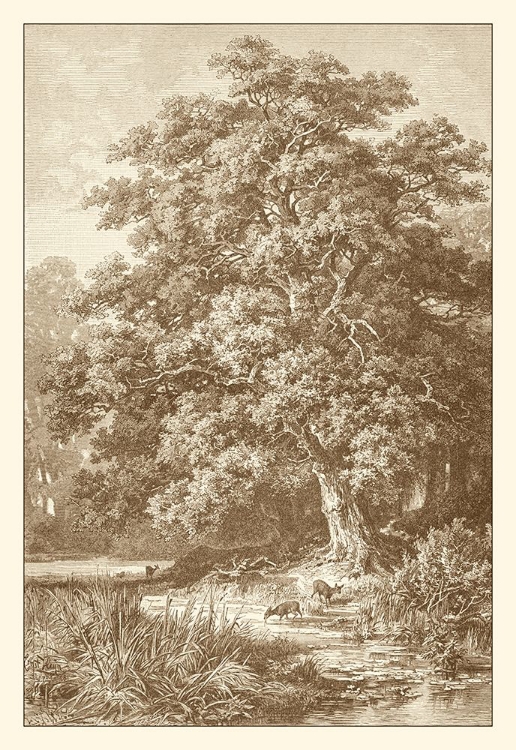 Picture of SEPIA OAK TREE