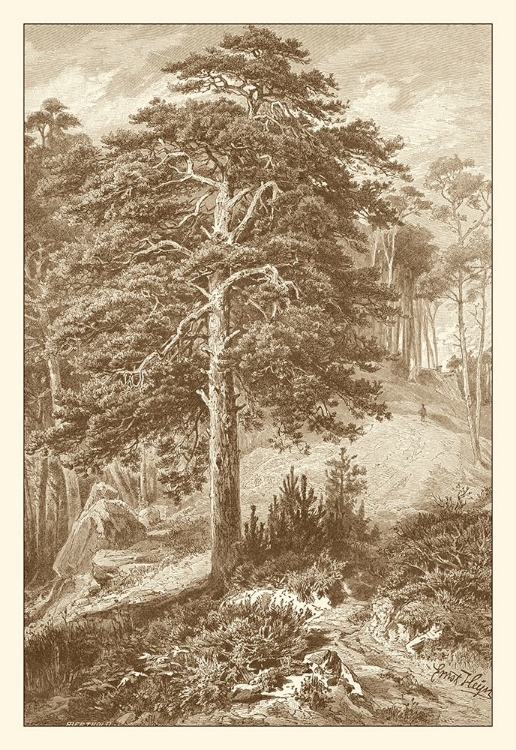 Picture of SEPIA WILD PINE