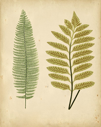 Picture of COTTAGE FERNS II