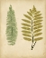 Picture of COTTAGE FERNS II