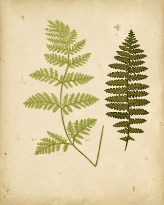 Picture of COTTAGE FERNS III