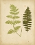Picture of COTTAGE FERNS III