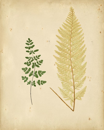 Picture of COTTAGE FERNS IV