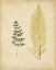 Picture of COTTAGE FERNS IV
