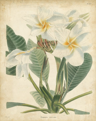 Picture of TROPICAL FLORAL II