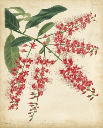 Picture of TROPICAL FLORAL III