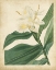 Picture of TROPICAL FLORAL IV