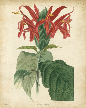 Picture of TROPICAL FLORAL V