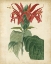 Picture of TROPICAL FLORAL V