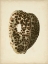 Picture of SEALIFE COLLECTION III