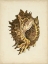 Picture of SEALIFE COLLECTION VI