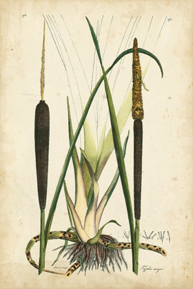 Picture of ANTIQUE CATTAIL I