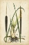 Picture of ANTIQUE CATTAIL I