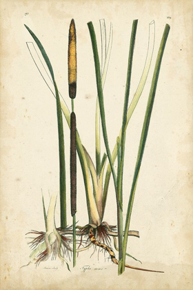 Picture of ANTIQUE CATTAIL II