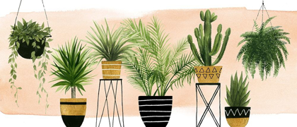 Picture of INDOOR OASIS COLLECTION D