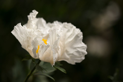 Picture of MATILIJA BLOSSOM I