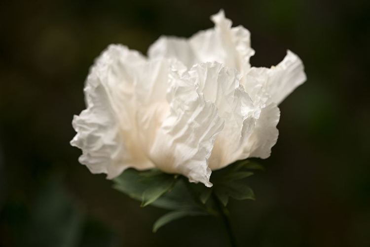 Picture of MATILIJA BLOSSOM II