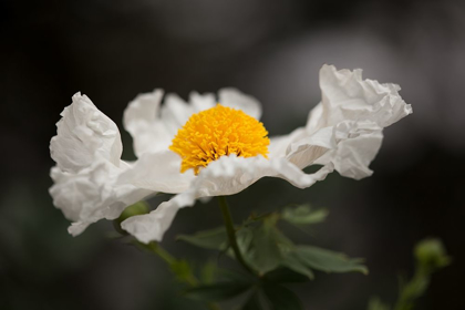 Picture of MATILIJA POPPY I