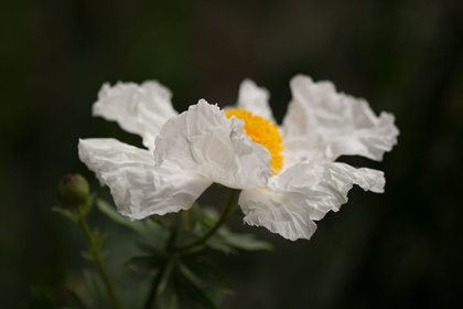 Picture of MATILIJA POPPY II