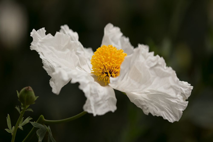 Picture of MATILIJA POPPY III