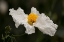 Picture of MATILIJA POPPY III