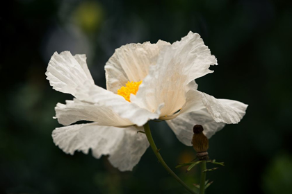 Picture of MATILIJA POPPY IV