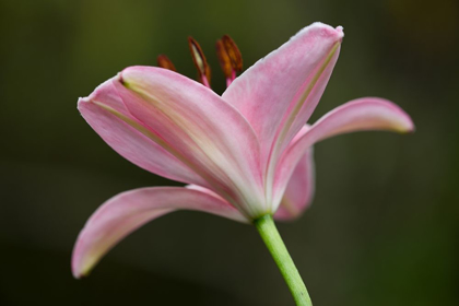 Picture of LILY II