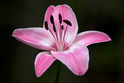 Picture of PINK LILY I