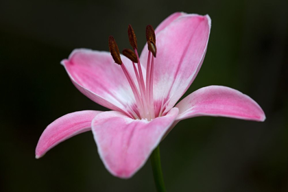 Picture of PINK LILY II