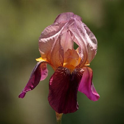 Picture of ANNEMARIES IRISES I