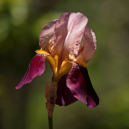 Picture of ANNEMARIES IRISES II