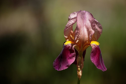 Picture of ANNEMARIES IRISES IV