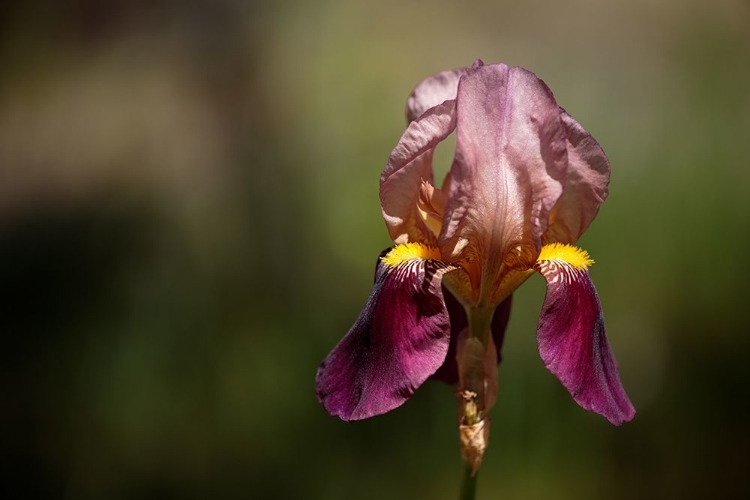 Picture of ANNEMARIES IRISES IV