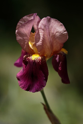 Picture of ANNEMARIES IRISES V