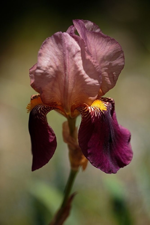 Picture of ANNEMARIES IRISES VI