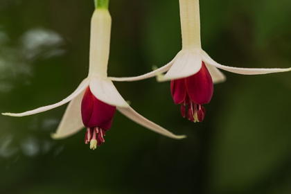 Picture of DANCING FUCHSIAS I