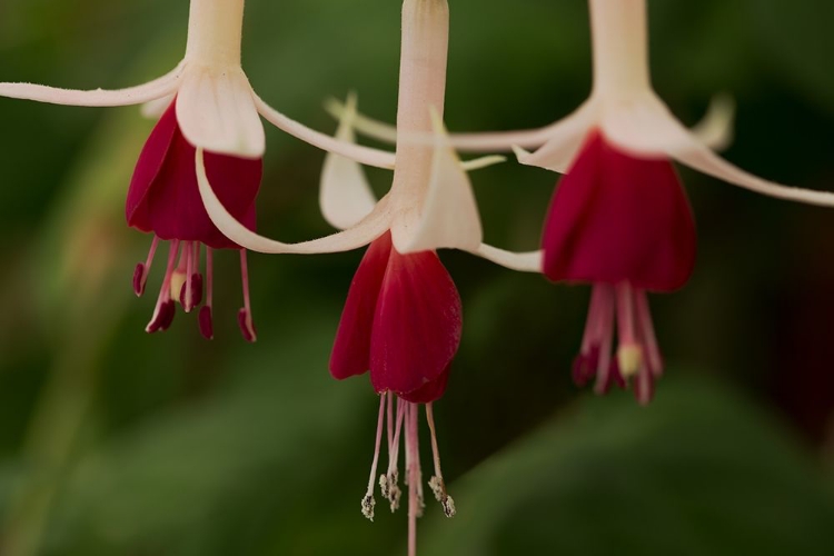 Picture of DANCING FUCHSIAS II