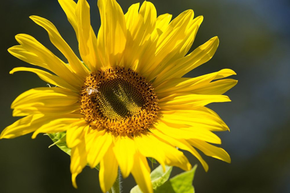 Picture of SUNFLOWER AND BEE I